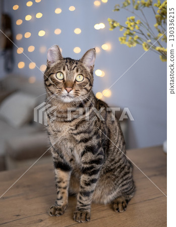 A beautiful cat with a tiger color 130336215