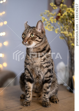 A beautiful cat with a tiger color A beautiful cat with a tiger color 130336217