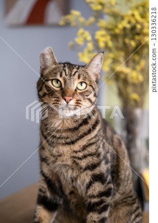 A beautiful cat with a tiger color A beautiful cat with a tiger color 130336218