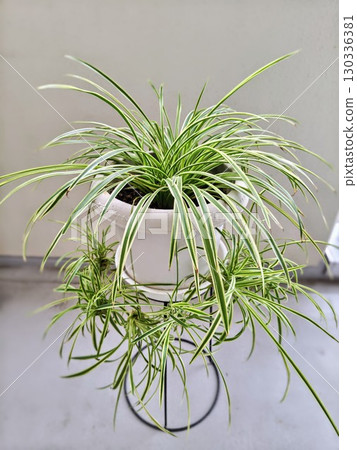 Spider plants blooming vibrantly on the balcony 130336381