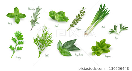 Fresh culinary herbs collection. Realistic vector illustration of mint, rosemary, basil, thyme, leek, sage, parsley, dill, bay leaves and oregano. Green aromatic plants for cooking and seasoning 130336448