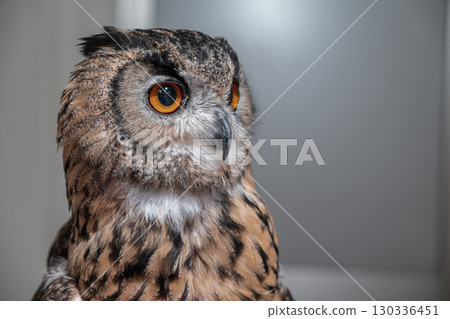 [#Zoo] Owl 130336451