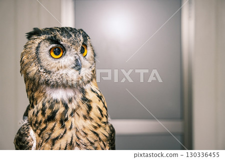 [#Zoo] Owl 130336455