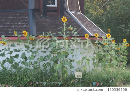 Sunflower landscape and windmill 130336506