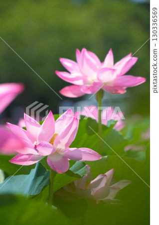 The contrast of two pink lotus flowers blooming in the summer sunshine 130336569