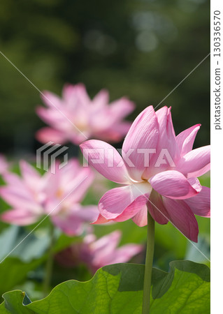 The elegant appearance of pale pink lotus flowers blooming on a carpet of green The elegant appearance of pale pink lotus flowers blooming on a carpet of green 130336570