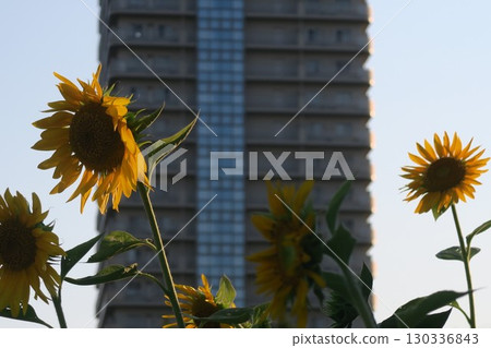夏日陽光下的向日葵 130336843