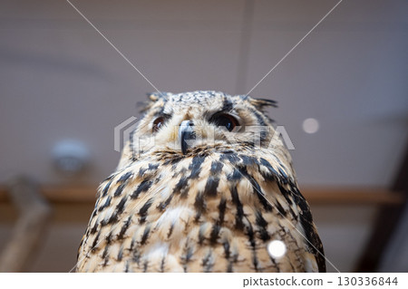 [#動物園] 貓頭鷹 130336844