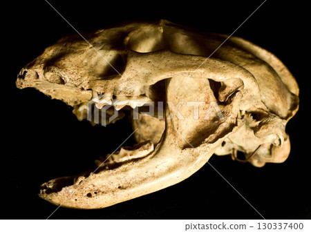 Close Up of an Animal Skull on Plain Background Horror Halloween Close Up of an Animal Skull on Plain Background Horror Halloween 130337400