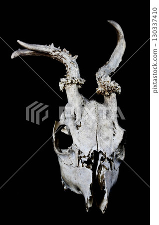 Close Up of an Animal Skull on Plain Background Horror Halloween Close Up of an Animal Skull on Plain Background Horror Halloween 130337410
