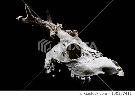 Close Up of an Animal Skull on Plain Background Horror Halloween 130337411