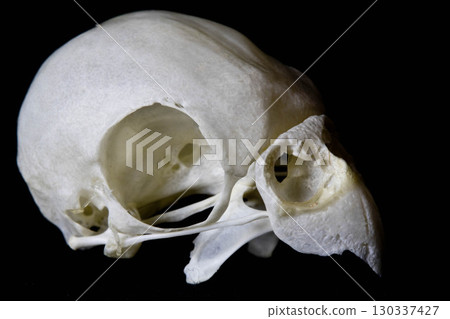 Close Up of an Animal Skull on Plain Background Horror Halloween Close Up of an Animal Skull on Plain Background Horror Halloween 130337427