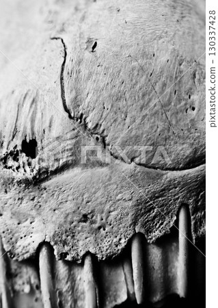 Close Up of an Animal Skull on Plain Background Horror Halloween Close Up of an Animal Skull on Plain Background Horror Halloween 130337428