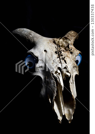 Close Up of an Animal Skull on Plain Background Horror Halloween Close Up of an Animal Skull on Plain Background Horror Halloween 130337438