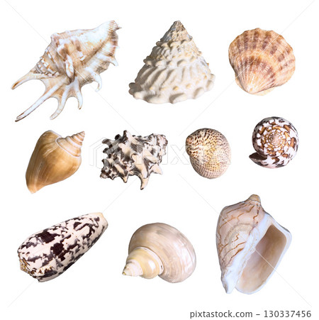Tropical underwater set of seashells photo. Isolated on white background. For design, prints, fabric or background. Tropical underwater set of seashells photo. Isolated on white background. For design, prints, fabric or background. 130337456