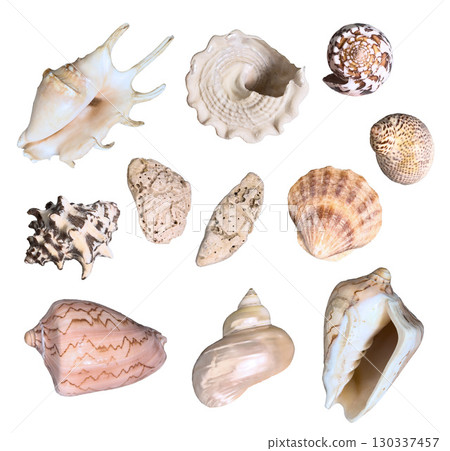 Tropical underwater set of shells photo. Isolated on white background. For design, prints, fabric or background. 130337457