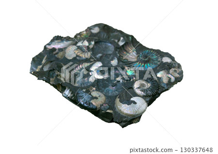 fossil concretion with ammonites shells with preserved nacre fossil concretion with ammonites shells with preserved nacre 130337648