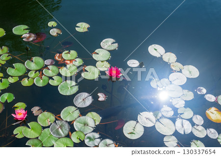 Water lily in a pond in the sunlight. Beautiful nature background. 130337654