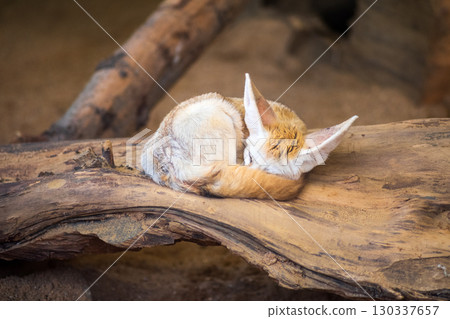 Cute fox sleeping on the wood Cute fox sleeping on the wood 130337657