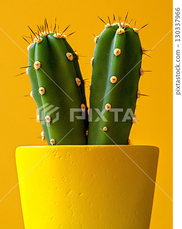 A close-up of an opuntia cactus in a pot, against a vibrant yellow background.  130337966