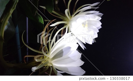 迷人的花朵 130338017