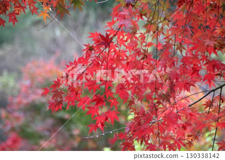 Beautifully colored autumn leaves Beautifully colored autumn leaves 130338142