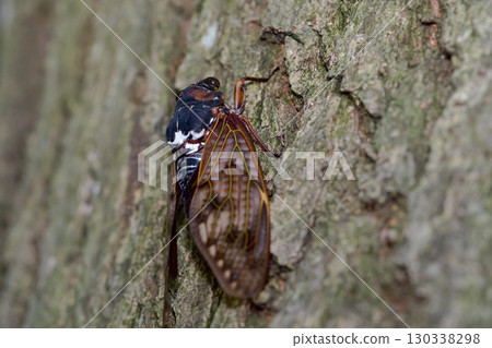 阿巴扎米 阿巴扎米 130338298