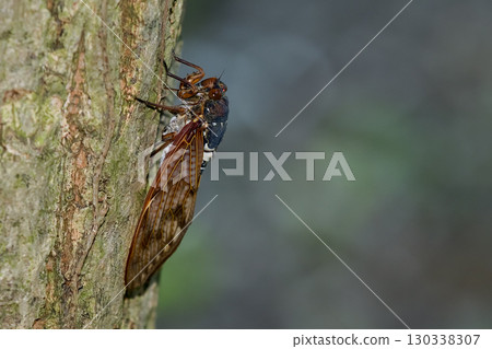 阿巴扎米 阿巴扎米 130338307