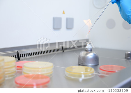 Microbiological inoculation loop being sterilized in flame of alcohol bunsen burner in biological safety cabinet. Microbiological inoculation loop being sterilized in flame of alcohol bunsen burner in biological safety cabinet. 130338509