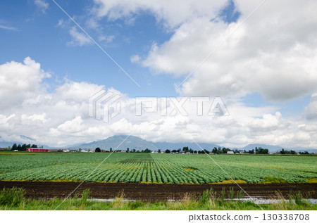 Lush green Blue Berry farms with cloud covered mountains in the background in Chilliwack, Fraser Valley, BC, Canada 130338708