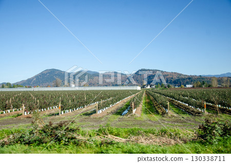 Autumn colors of the Agricultural farms in Fraser Valley, BC, Canada 130338711