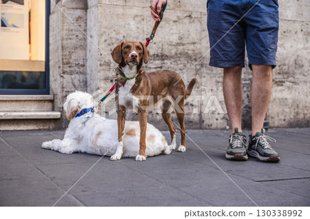 Two dogs on leashes with their owner in Rome, a brown Brittany Spaniel standing alert while a white Lagotto Romagnolo rests on the ground Two dogs on leashes with their owner in Rome, a brown Brittany Spaniel standing alert while a white Lagotto Romagnolo rests on the ground 130338992