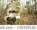 Close-up of a birch tree trunk in the forest 130339182