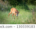 The roe deer is sniffing 130339183