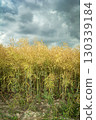Dark clouds over a field of ripe dry rapeseed 130339184