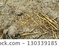 A close-up of grains and straw lying on the dry ground after harvest 130339185