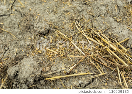 A close-up of grains and straw lying on the dry ground after harvest A close-up of grains and straw lying on the dry ground after harvest 130339185