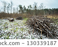 A pile of branches lying on the ground in the forest, a winter view 130339187