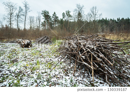 A pile of branches lying on the ground in the forest, a winter view A pile of branches lying on the ground in the forest, a winter view 130339187