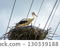 A white stork in its nest above the electrical wires 130339188
