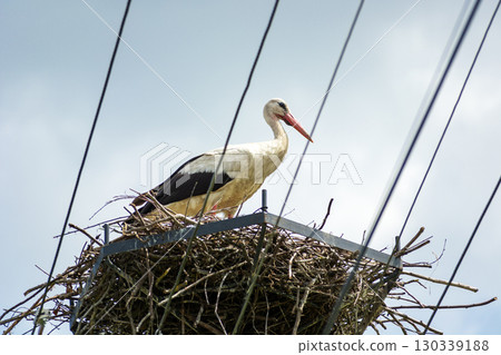 A white stork in its nest above the electrical wires A white stork in its nest above the electrical wires 130339188