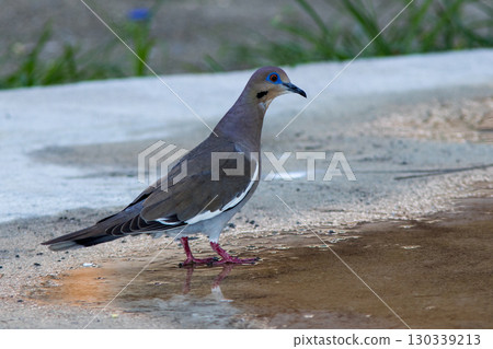 White-winged Dove Zenaida asiatica on a dirt road in Northern Dominican Republic, Caribbean. 130339213