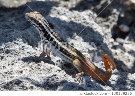 Small Lizard, Hispaniolan Masked Curly-tailed Lizard (Leiocephalus personatus), on Isla Catalina outside Dominican Republic, Caribbean. 130339236
