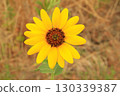 sunflower in the field sunflower in the field 130339387
