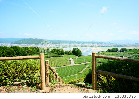 Tea plantations on the Makinohara Plateau 130339389