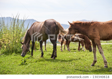Herd of horses grazing on green pasture in scenic mountain landscape 130340618