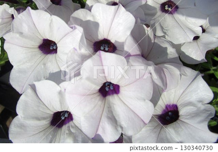 雙色白色和紫色矮牽牛花的特寫 130340730