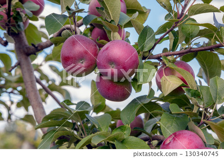 Red apples hanging on apple tree branches with green and brown leaves 130340745