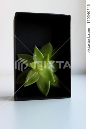 Leaves Inflorescence Of Exotic Plant In A Black Paper Case On White Background 130340746