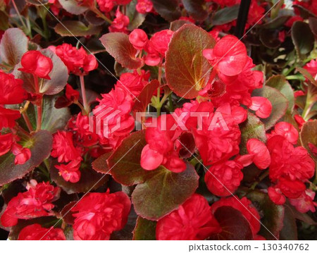紅色秋海棠花的特寫 130340762